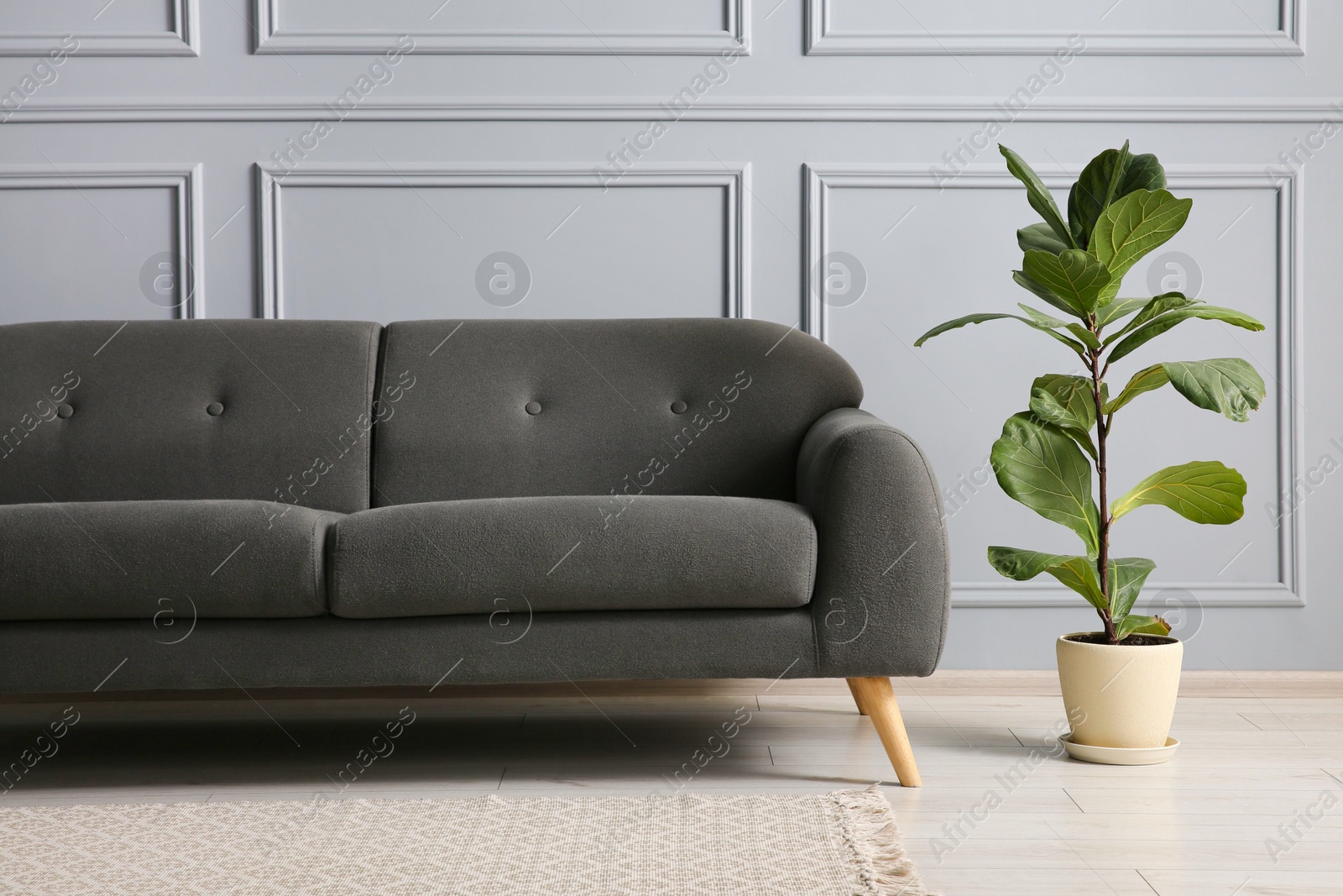 Photo of Stylish sofa and green plant near grey wall