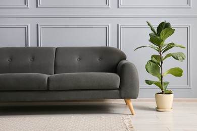 Stylish sofa and green plant near grey wall