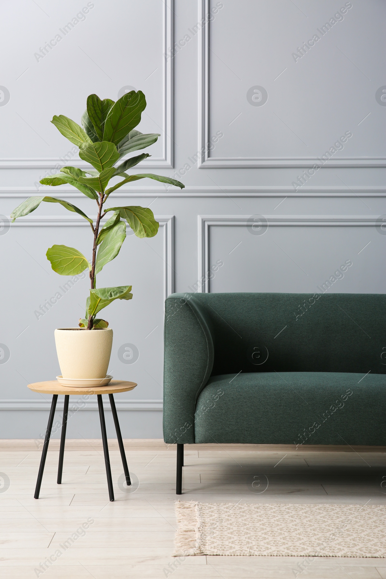 Photo of Stylish sofa and green plant on side table near grey wall