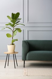 Stylish sofa and green plant on side table near grey wall