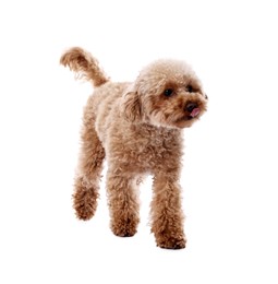 Cute Maltipoo dog on white background. Lovely pet