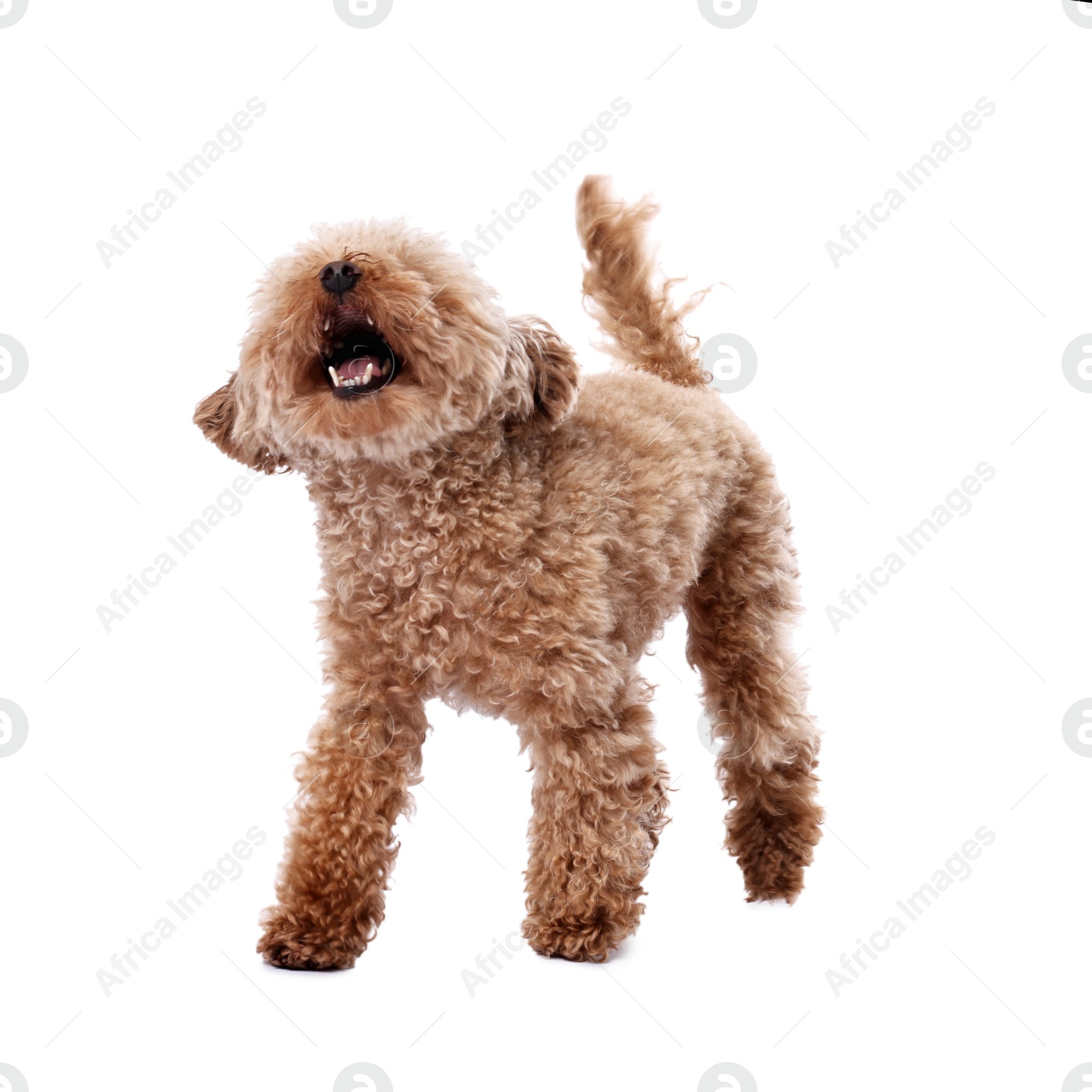 Photo of Cute Maltipoo dog on white background. Lovely pet