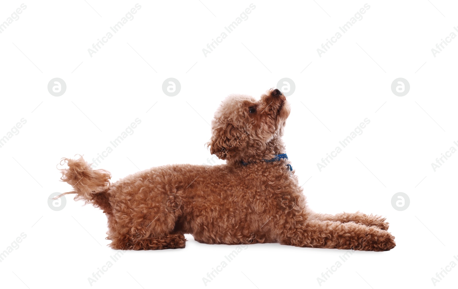 Photo of Cute Maltipoo dog on white background. Lovely pet