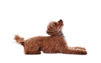 Photo of Cute Maltipoo dog on white background. Lovely pet