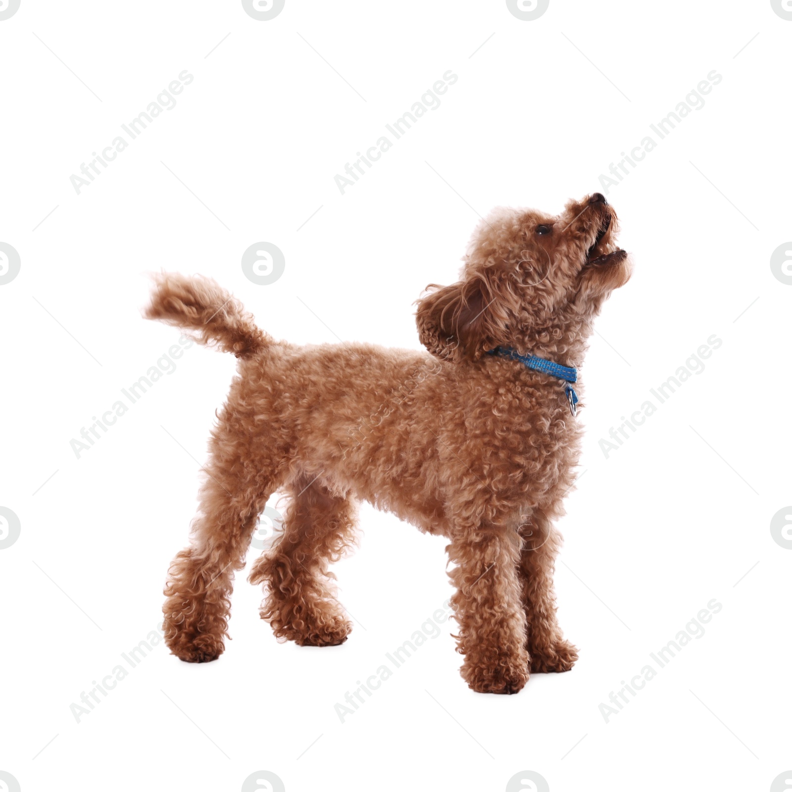 Photo of Cute Maltipoo dog on white background. Lovely pet