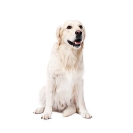 Cute Golden Retriever dog on white background