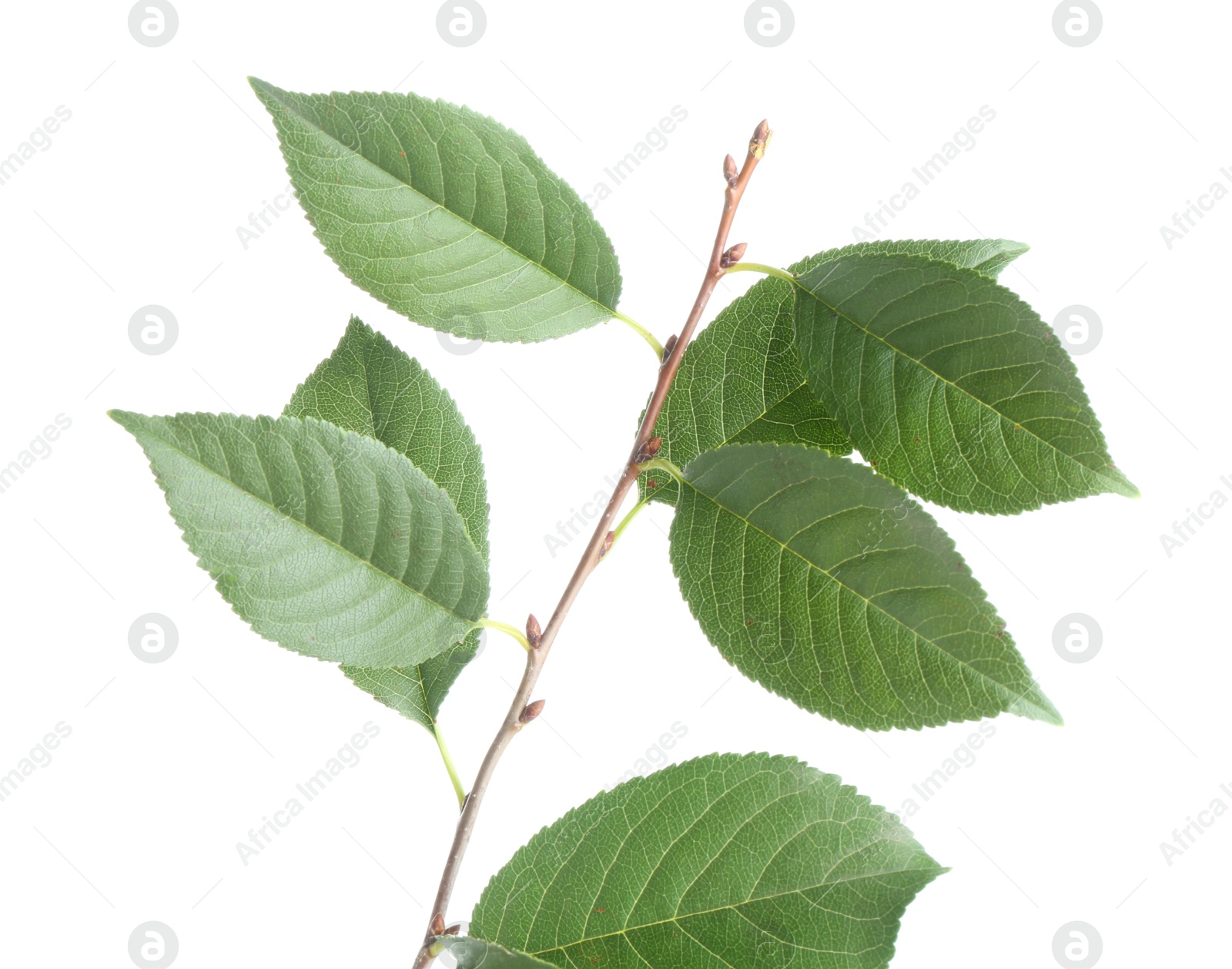 Photo of Fresh apple tree leaves isolated on white