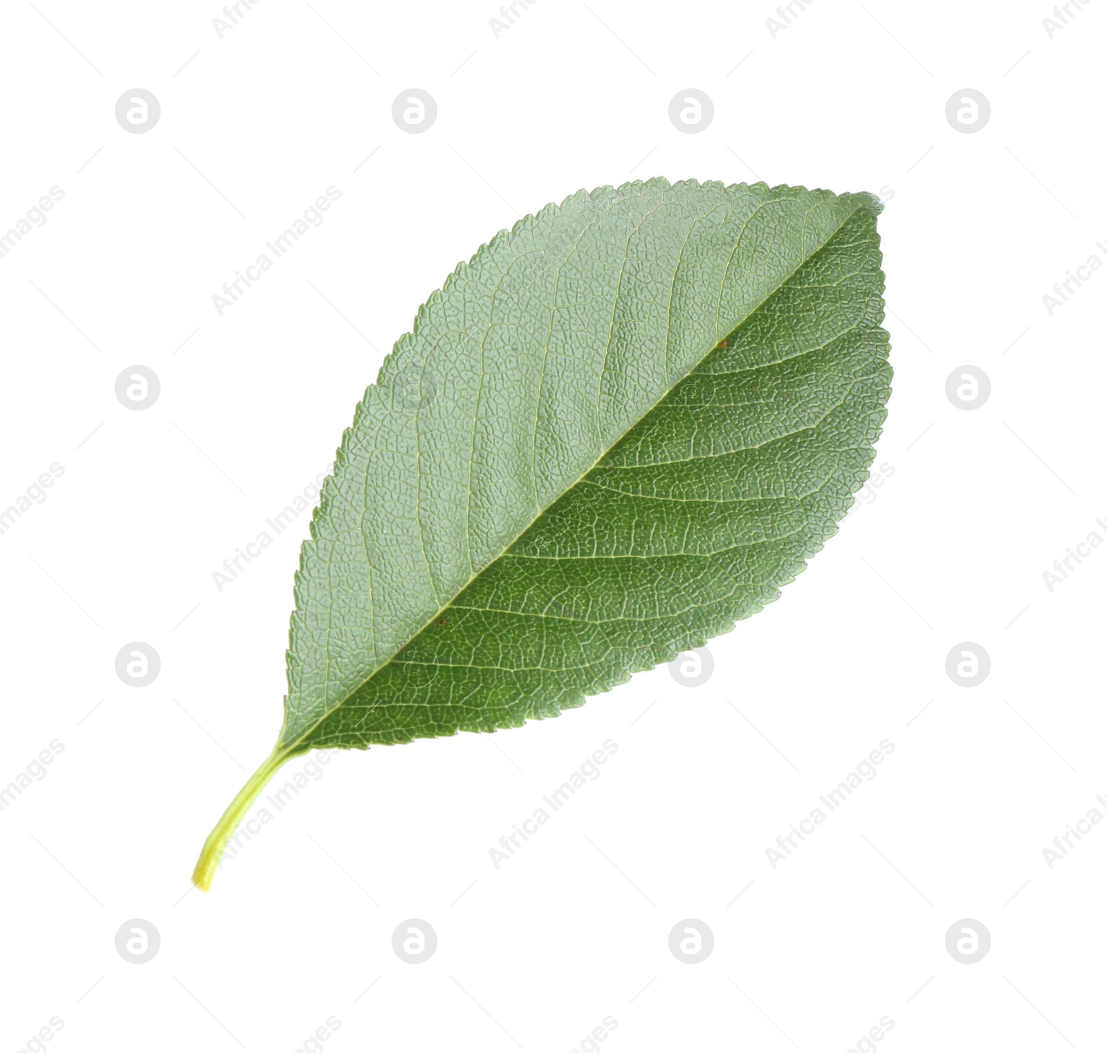 Photo of One fresh apple tree leaf isolated on white