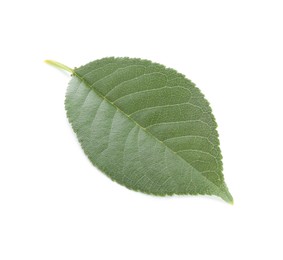 Photo of One fresh apple tree leaf isolated on white