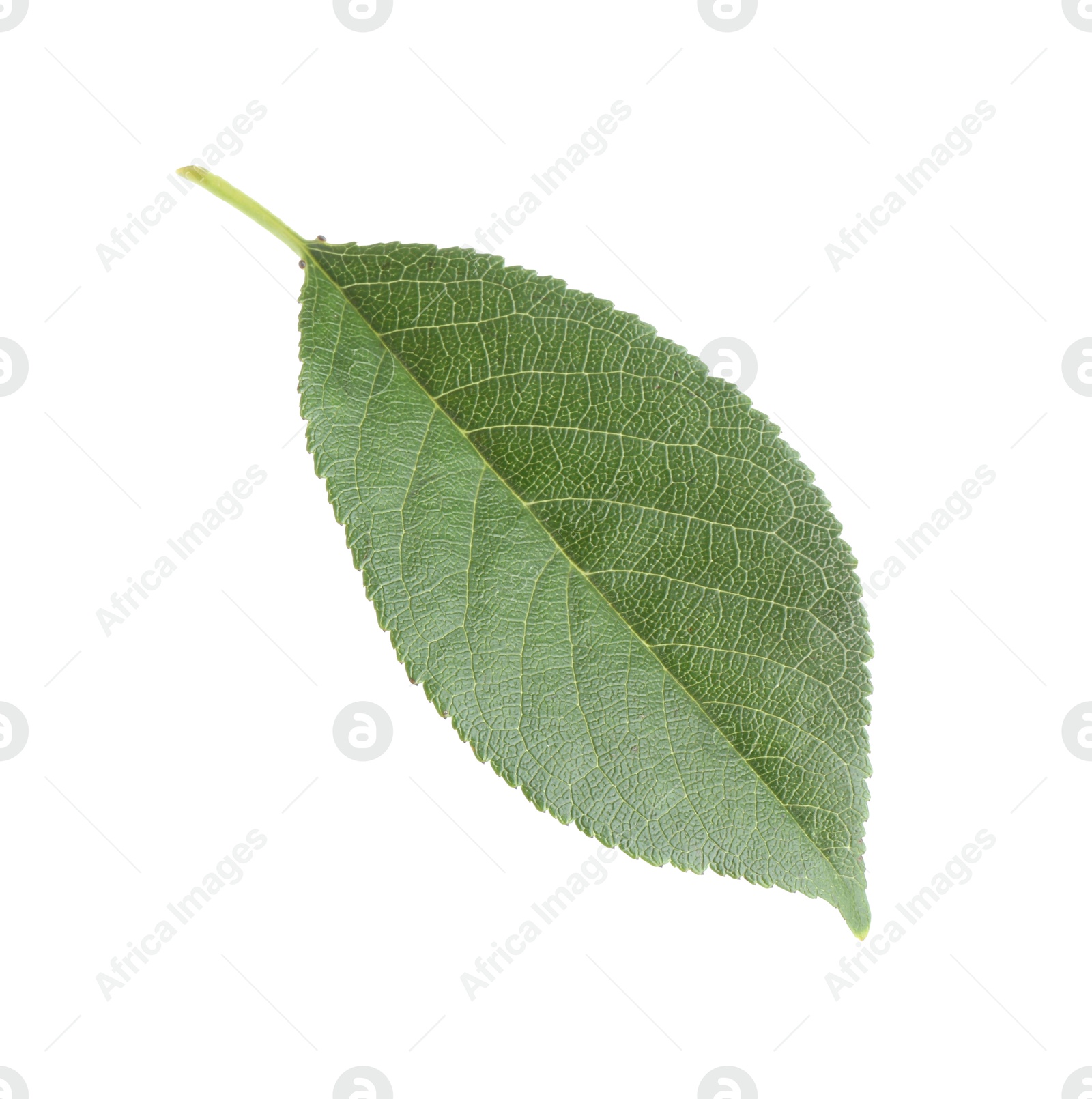 Photo of One fresh apple tree leaf isolated on white