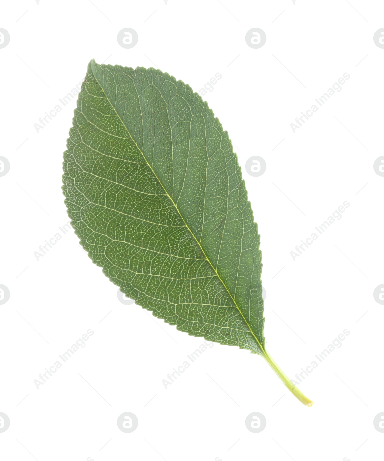 Photo of One fresh apple tree leaf isolated on white