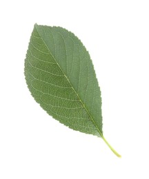 Photo of One fresh apple tree leaf isolated on white