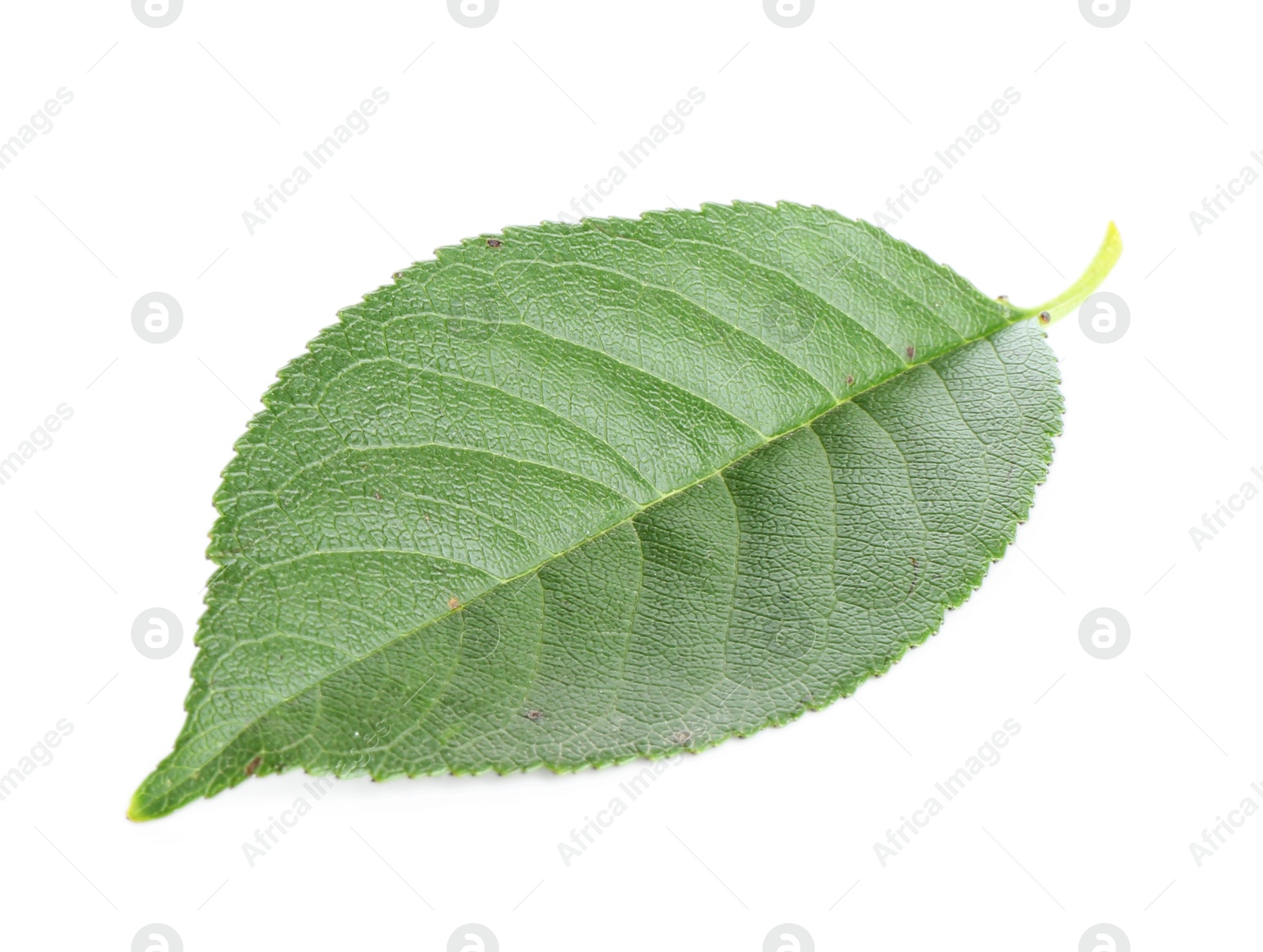 Photo of One fresh apple tree leaf isolated on white