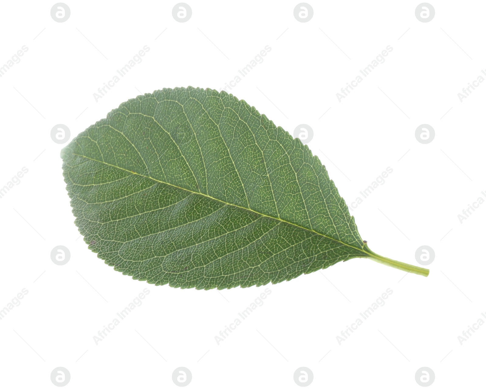 Photo of One fresh apple tree leaf isolated on white