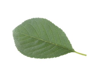 One fresh apple tree leaf isolated on white