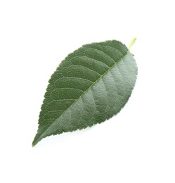 Photo of One fresh apple tree leaf isolated on white