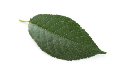 Photo of One fresh apple tree leaf isolated on white