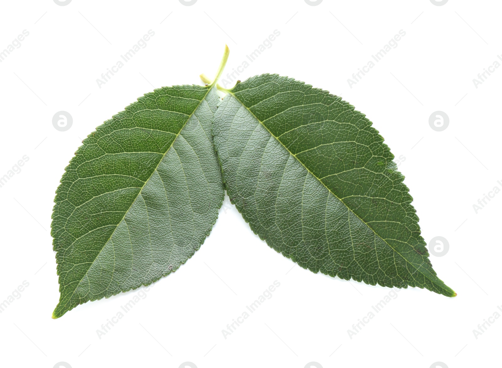 Photo of Fresh apple tree leaves isolated on white