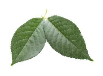 Photo of Fresh apple tree leaves isolated on white