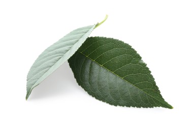 Fresh apple tree leaves isolated on white