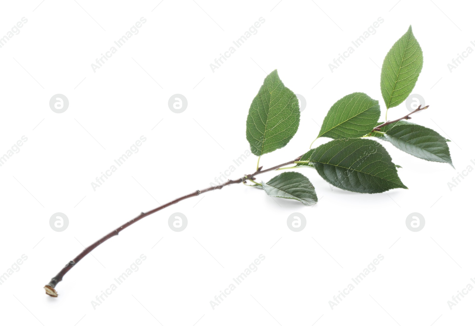 Photo of Fresh apple tree leaves isolated on white