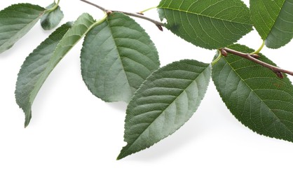 Photo of Fresh apple tree leaves isolated on white