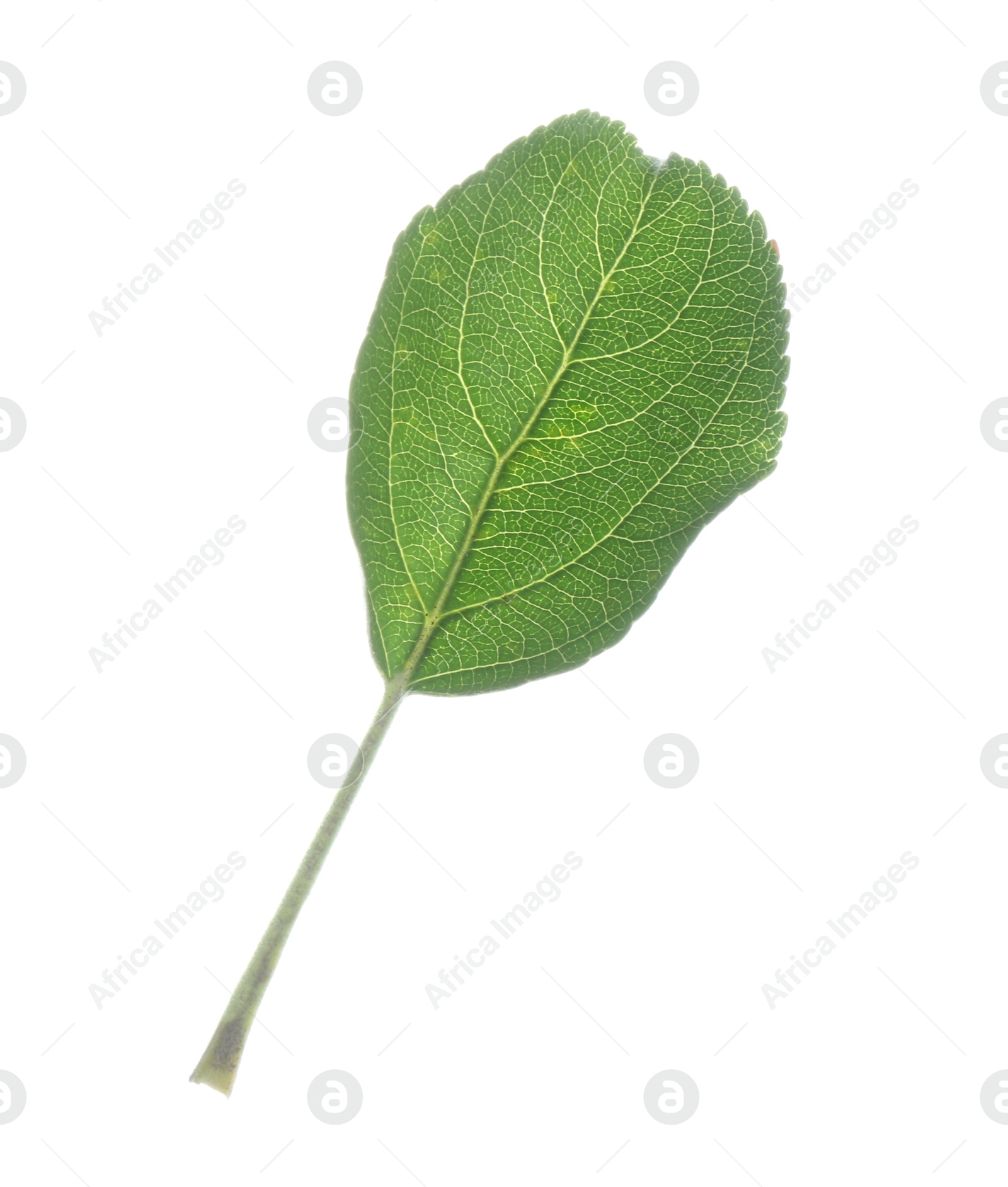 Photo of One fresh apple tree leaf isolated on white