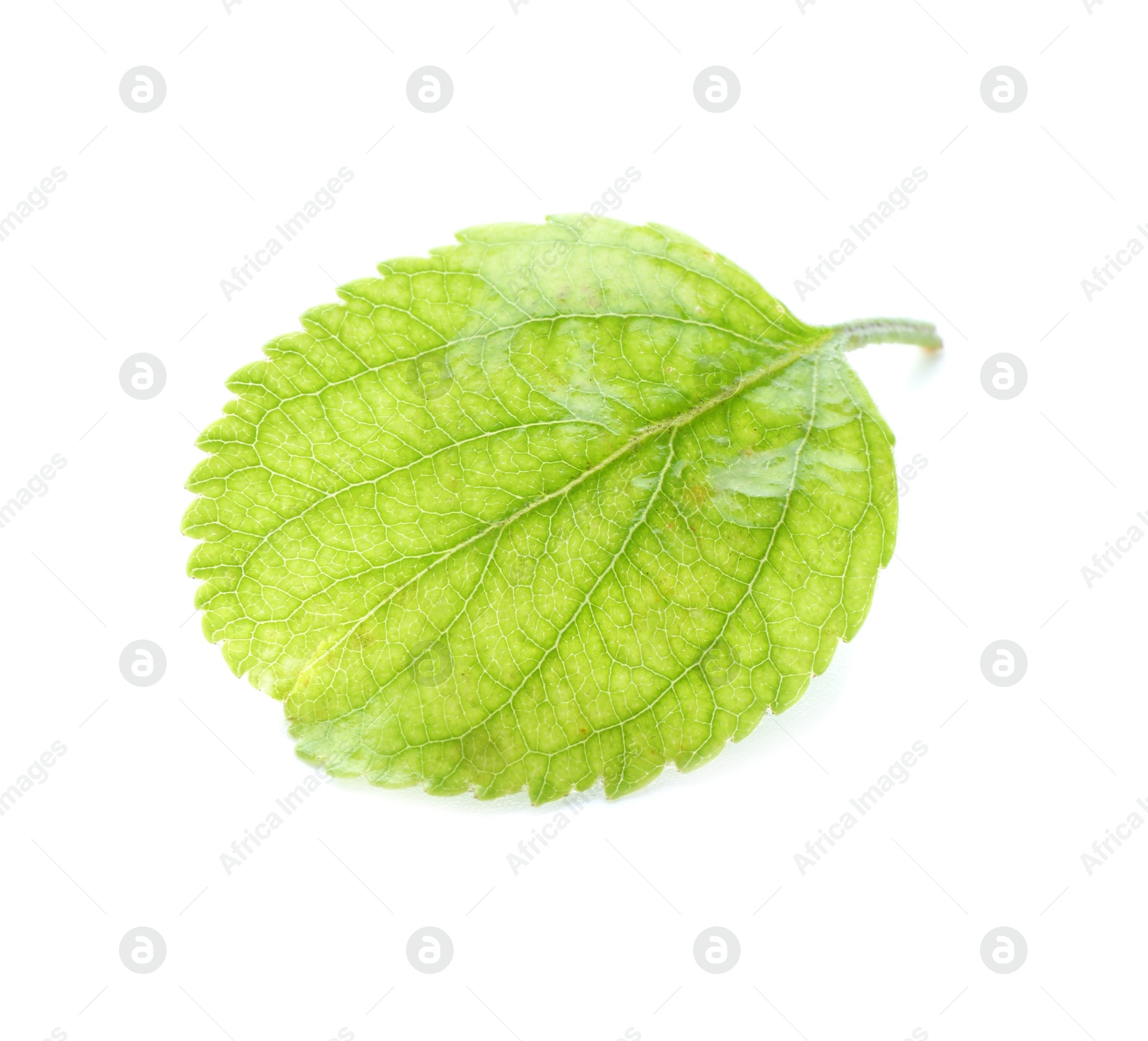 Photo of One fresh apple tree leaf isolated on white