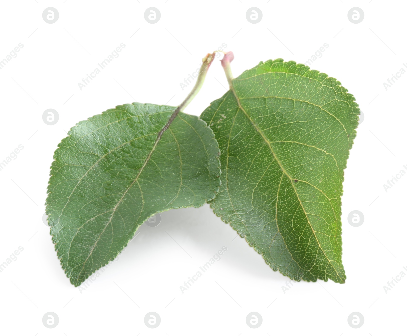 Photo of Fresh apple tree leaves isolated on white