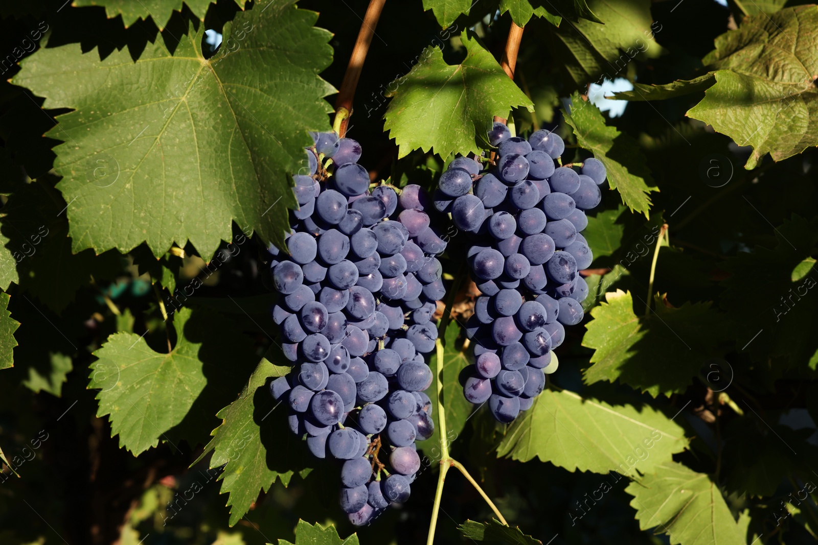 Photo of Ripe grapes growing in vineyard on sunny day