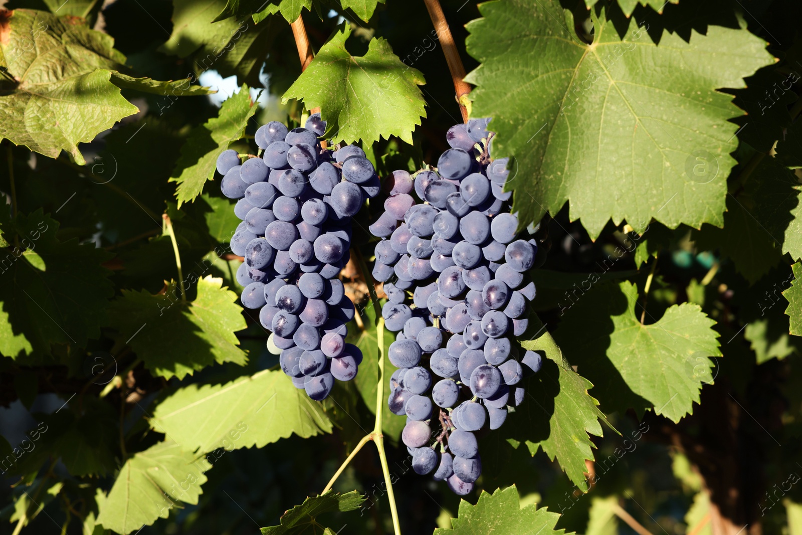 Photo of Ripe grapes growing in vineyard on sunny day