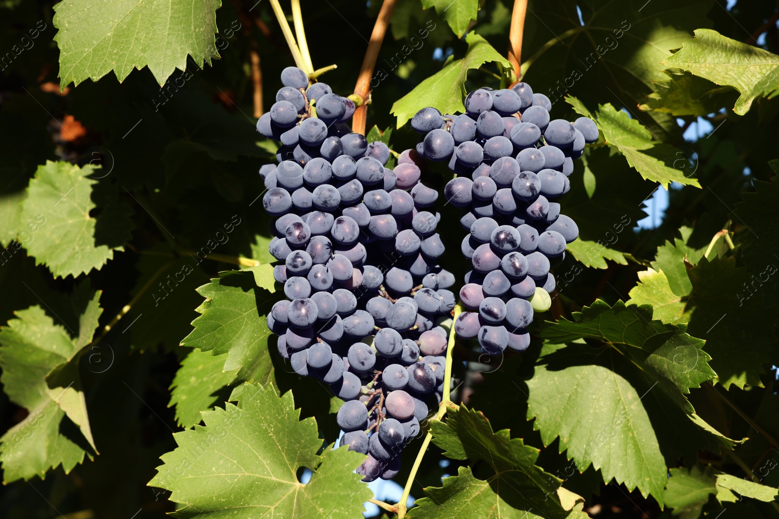 Photo of Ripe grapes growing in vineyard on sunny day