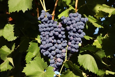 Photo of Ripe grapes growing in vineyard on sunny day