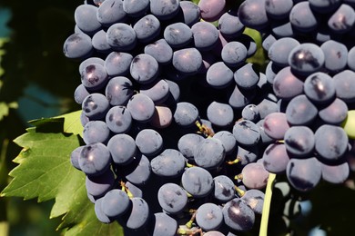 Photo of Ripe grapes growing in vineyard on sunny day, closeup