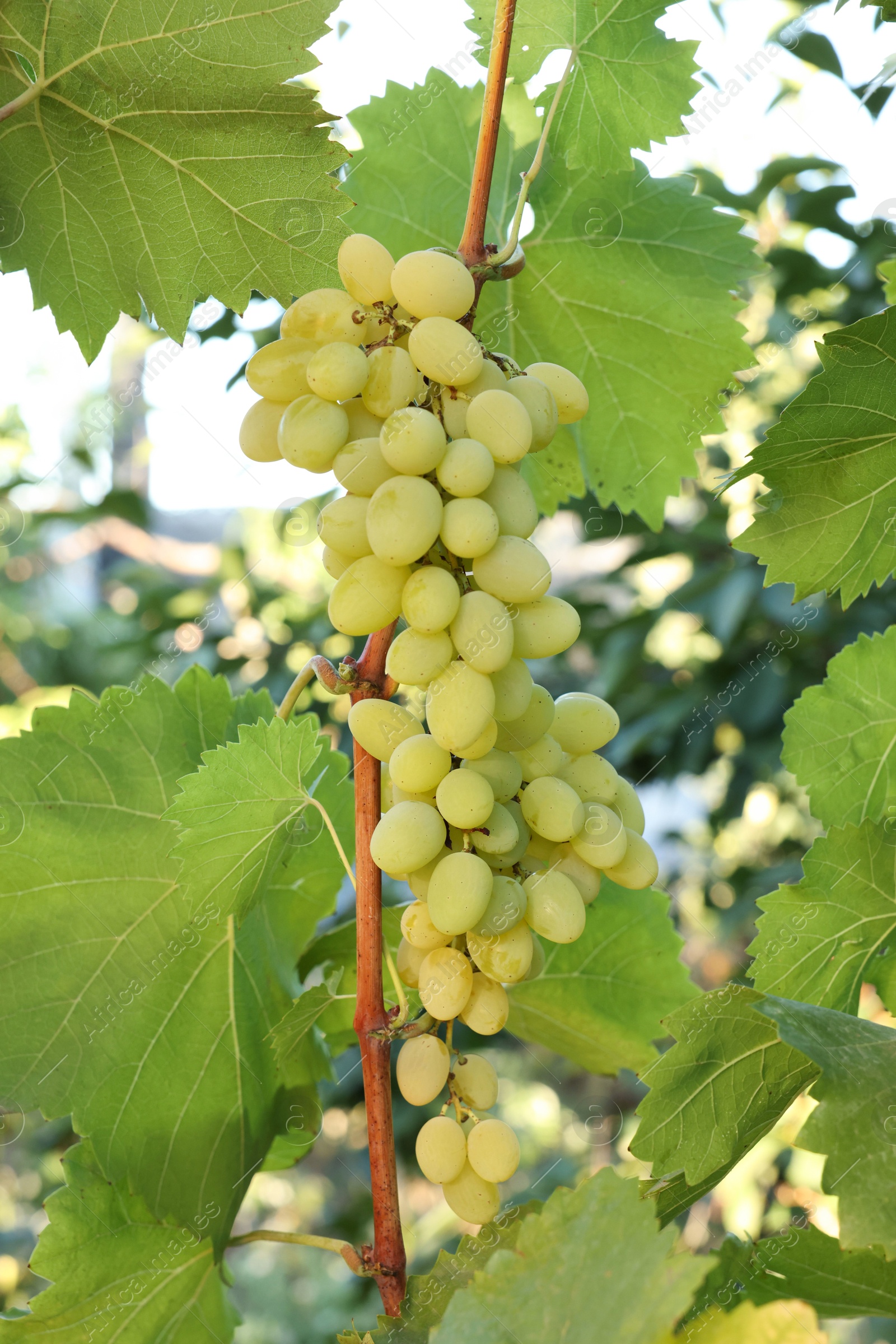 Photo of Fresh green grapes growing in vineyard outdoors