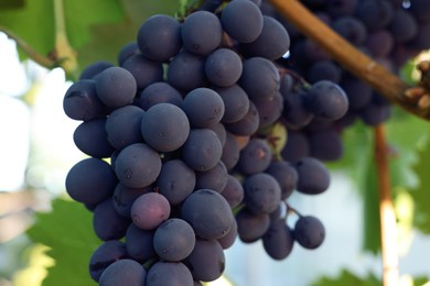 Photo of Ripe juicy grapes growing in vineyard outdoors, closeup