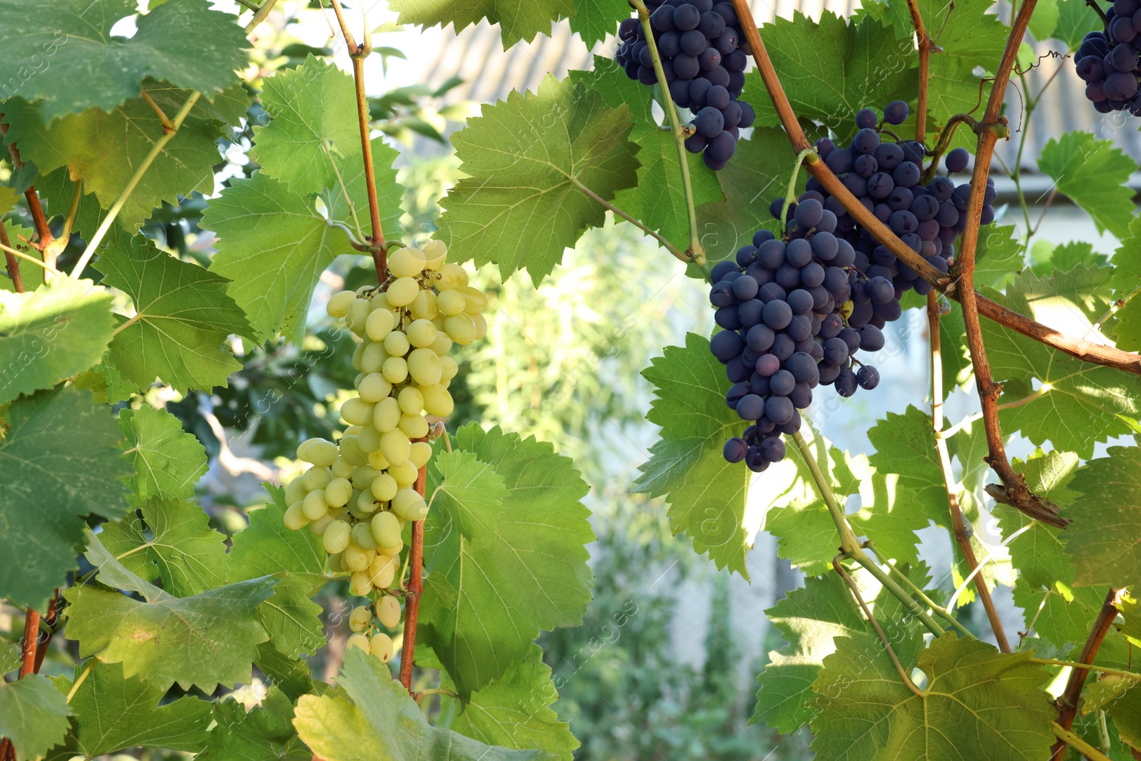 Photo of Different ripe grapes growing in vineyard outdoors