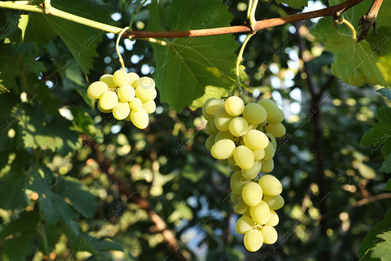 Photo of Fresh green grapes growing in vineyard outdoors