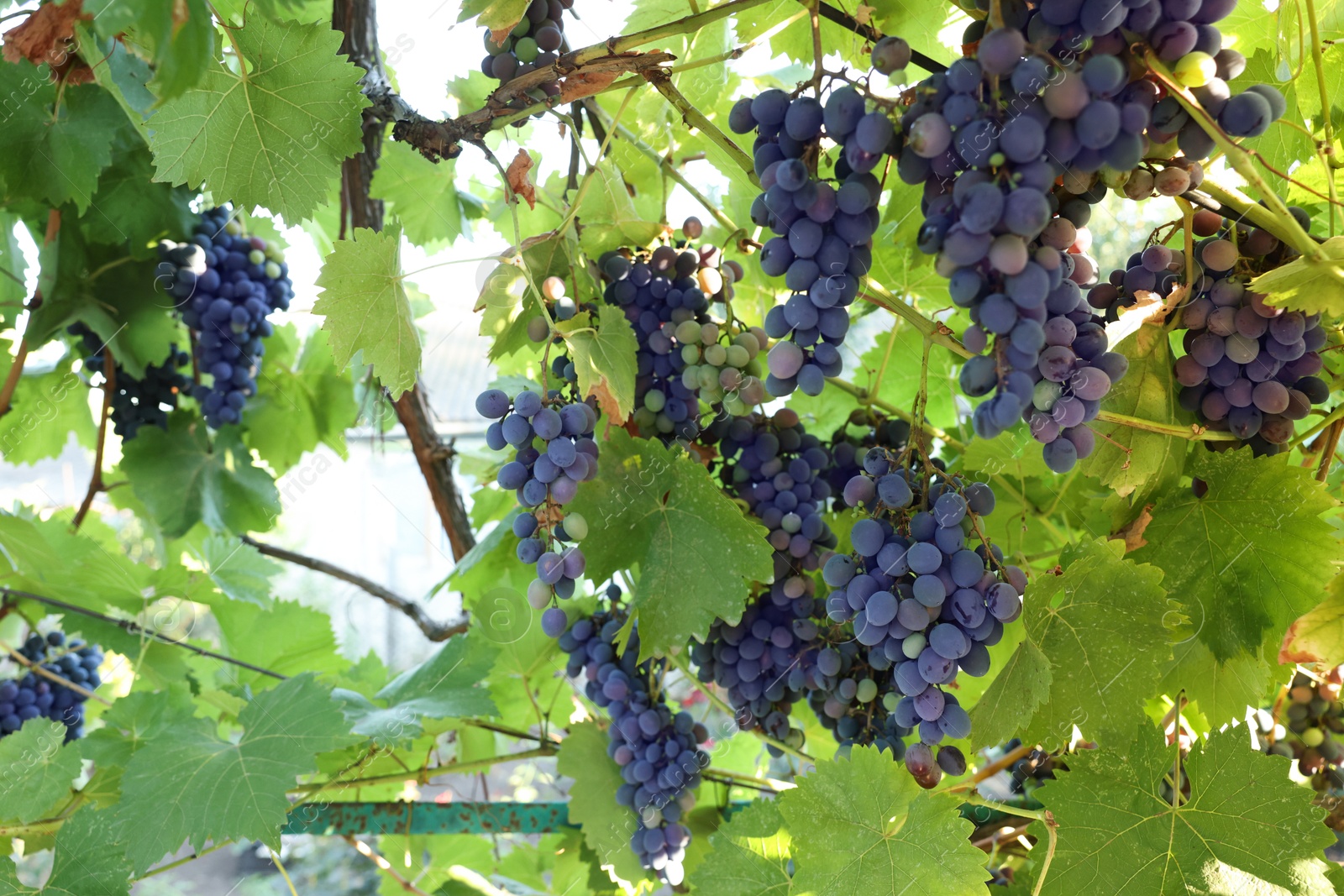 Photo of Fresh grapes growing on branches in vineyard outdoors