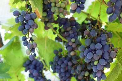 Photo of Fresh grapes growing in vineyard outdoors, closeup