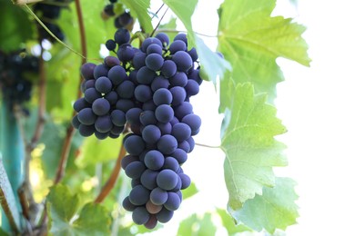 Photo of Ripe juicy grapes growing in vineyard outdoors, closeup