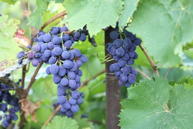 Photo of Ripe juicy grapes growing in vineyard outdoors