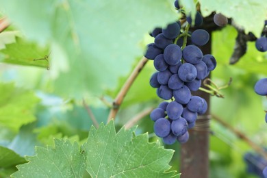 Photo of Ripe juicy grapes growing in vineyard outdoors, closeup