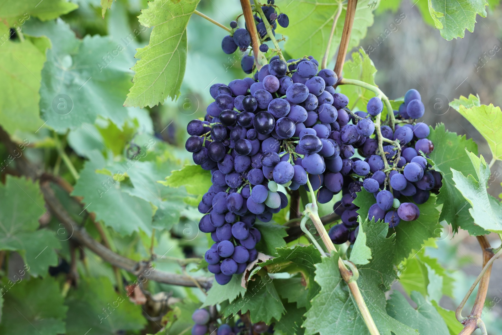 Photo of Ripe juicy grapes growing in vineyard outdoors