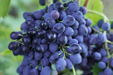 Photo of Ripe juicy grapes growing in vineyard outdoors, closeup