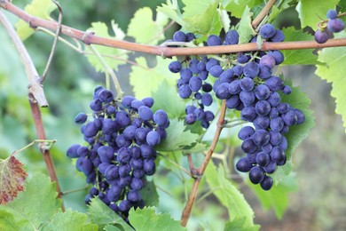 Photo of Ripe juicy grapes growing in vineyard outdoors, closeup