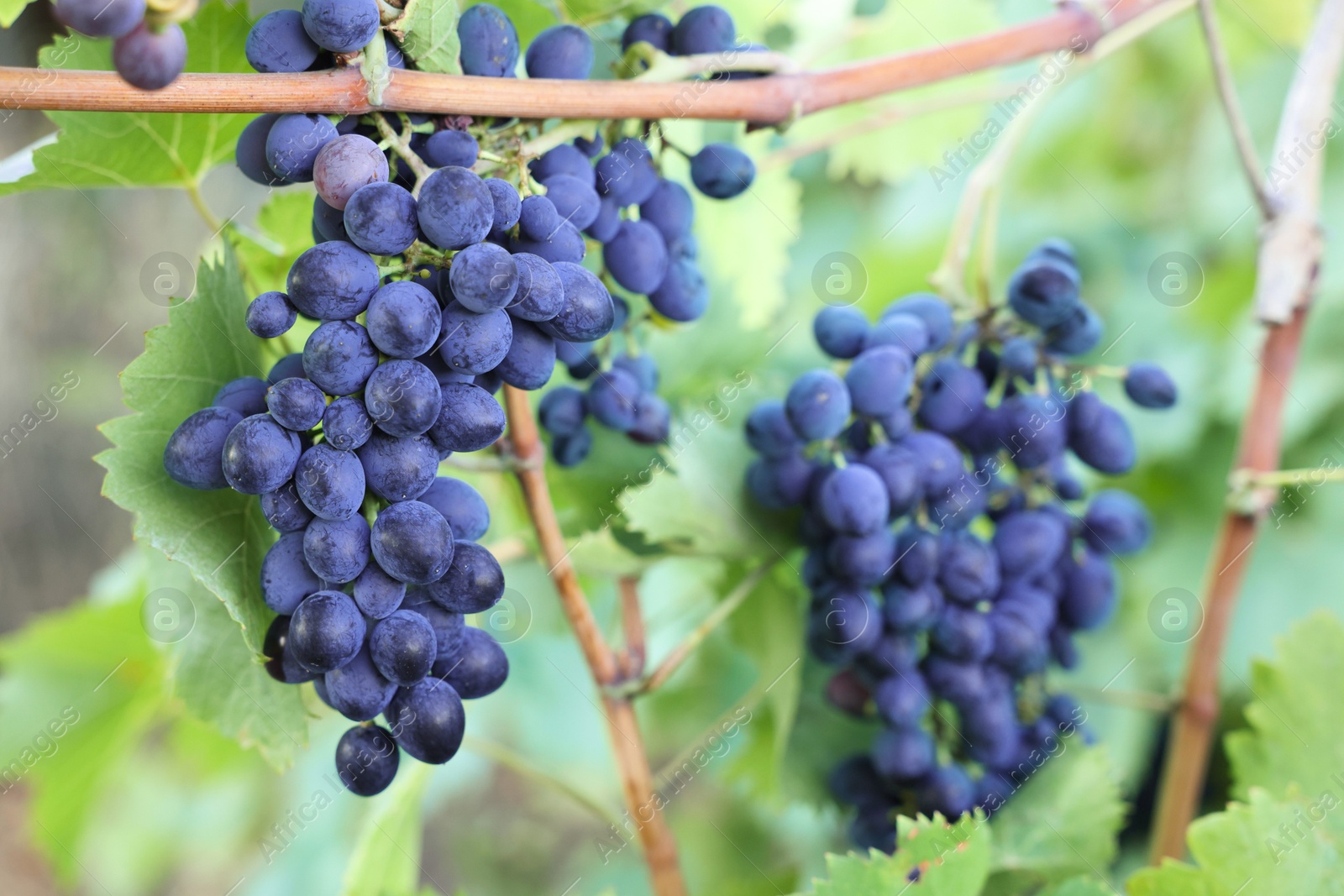 Photo of Ripe juicy grapes growing in vineyard outdoors, closeup