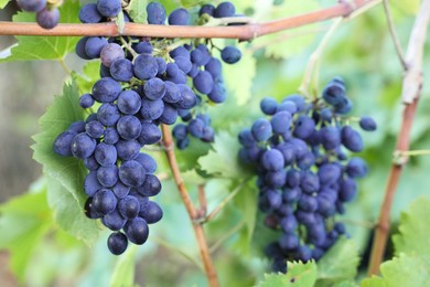 Photo of Ripe juicy grapes growing in vineyard outdoors, closeup