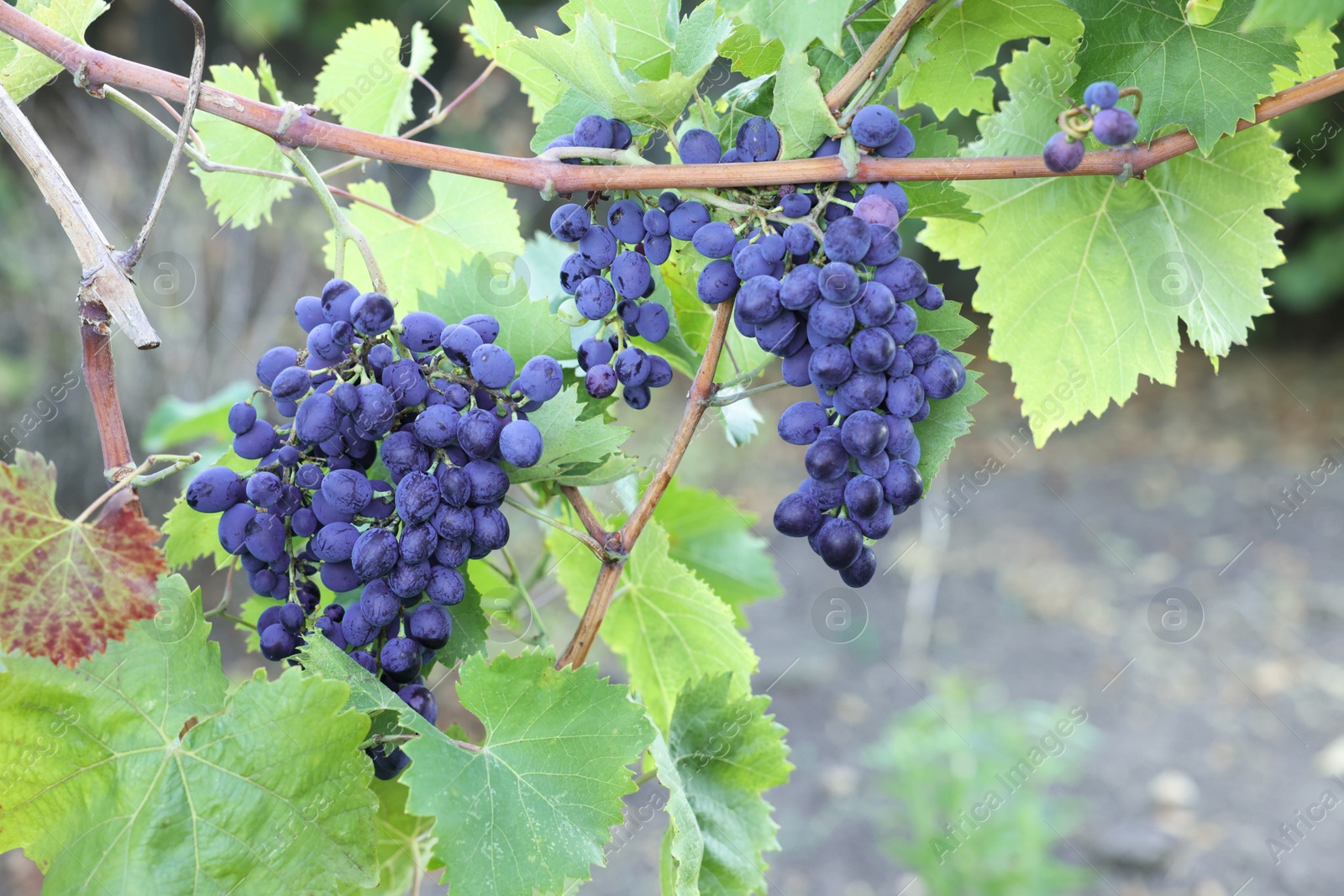 Photo of Ripe juicy grapes growing in vineyard outdoors