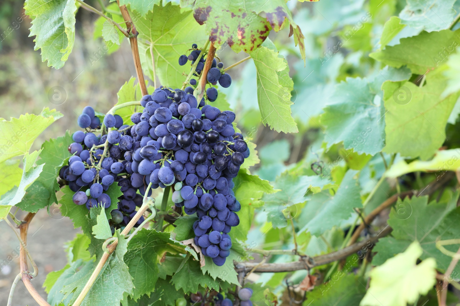 Photo of Ripe juicy grapes growing in vineyard outdoors